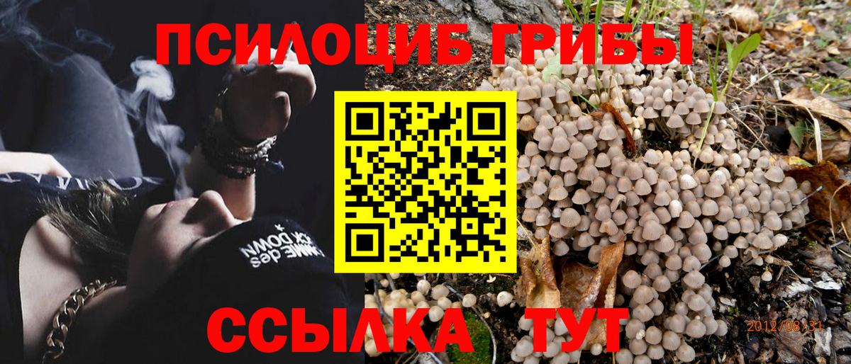 Саранск  Галлюциногенные грибы Psilocybine cubensis  Вход с VPN 