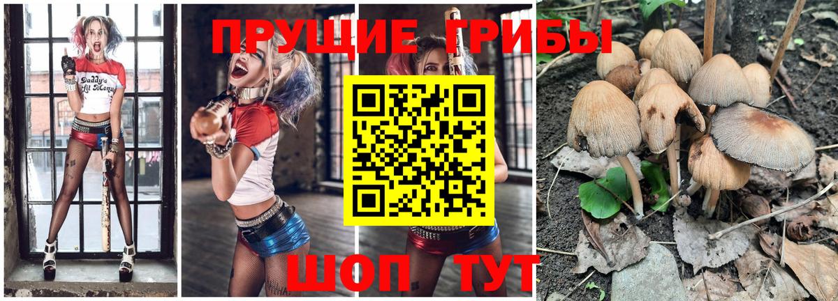 Псилоцибиновые грибы Psilocybine cubensis Саранск